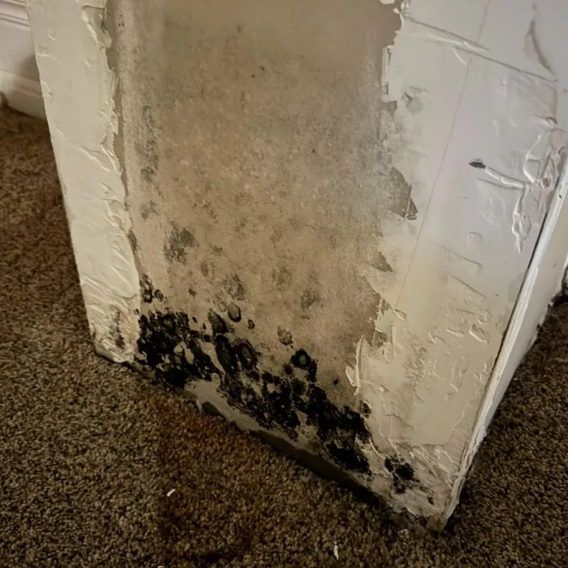 Professional Mold Removal in Sawmills, NC